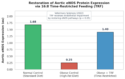 지중해식 식단 및 시간 제한 식사(TRF)가 혈관 내피 자가 재생(Angiogenesis) 및 eNOS/Akt 경로에 미치는 분자생물학적 영향